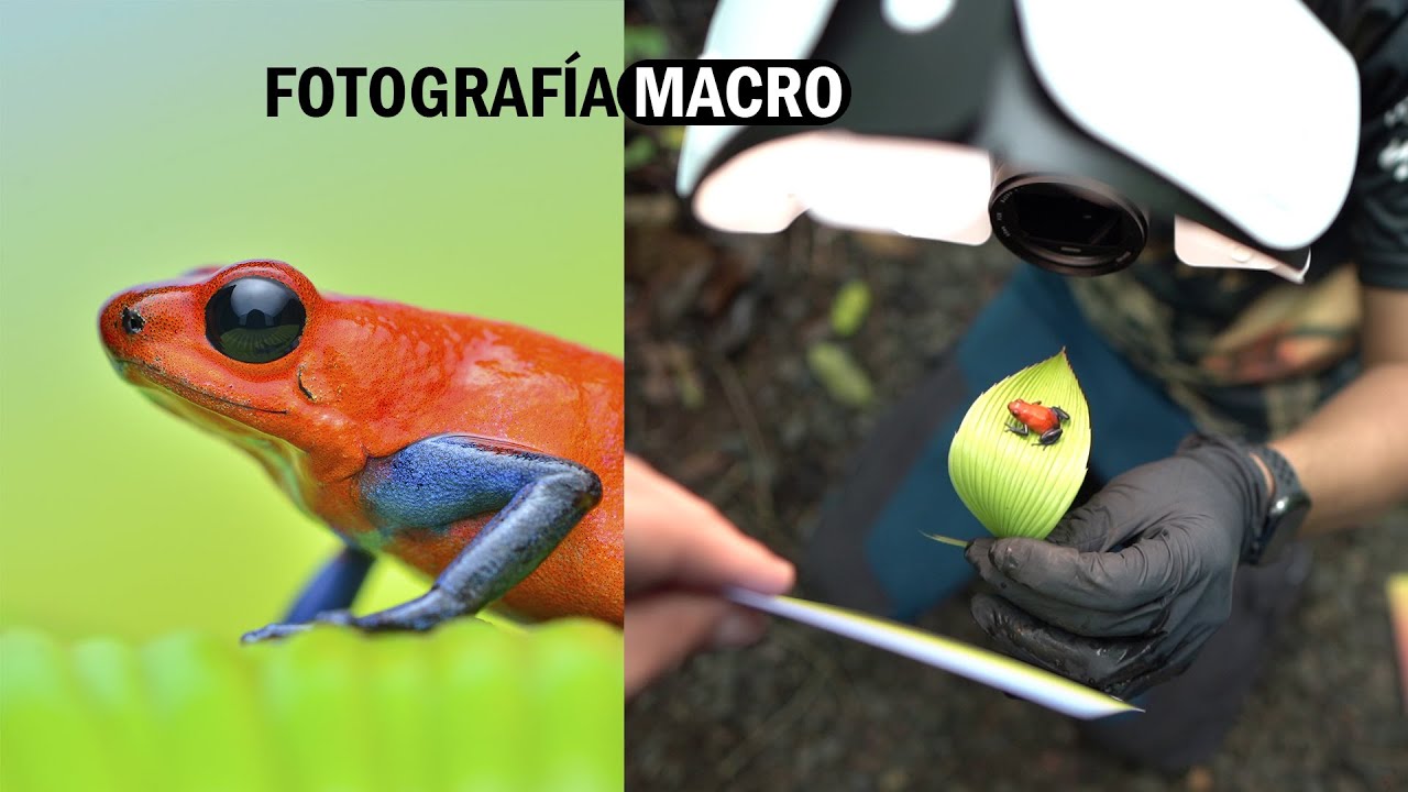FOTOGRAFÍA MACRO 🕷️ 🐸  Ranas Venenosas ☢️🐸