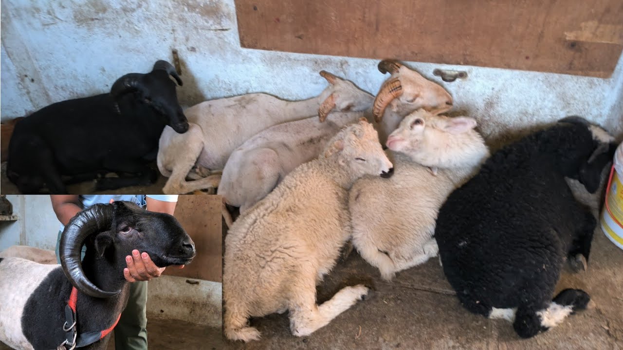 Vilayati Rampuri Collection Available Contact 7097405060