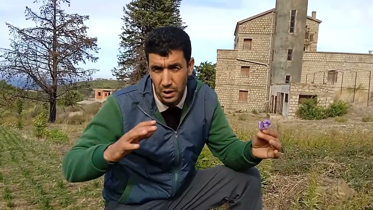 La culture du safran en agriculture de montagne