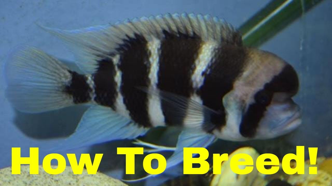 How to Breed Frontosa Cichlids!