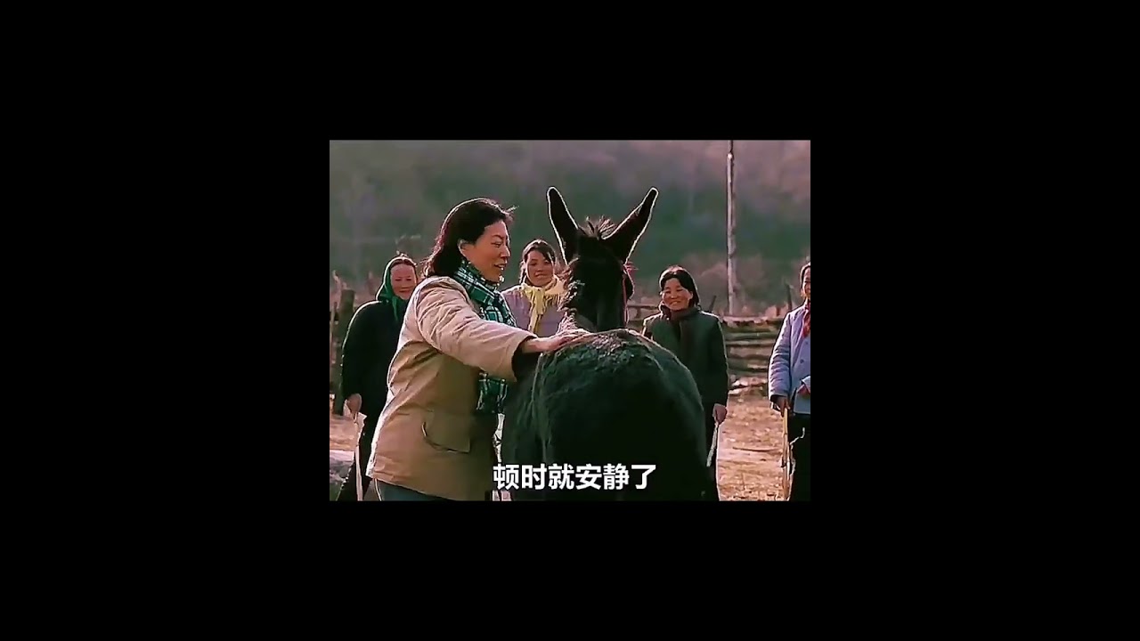 A Donkey's Life: A Story You Won't Forget~