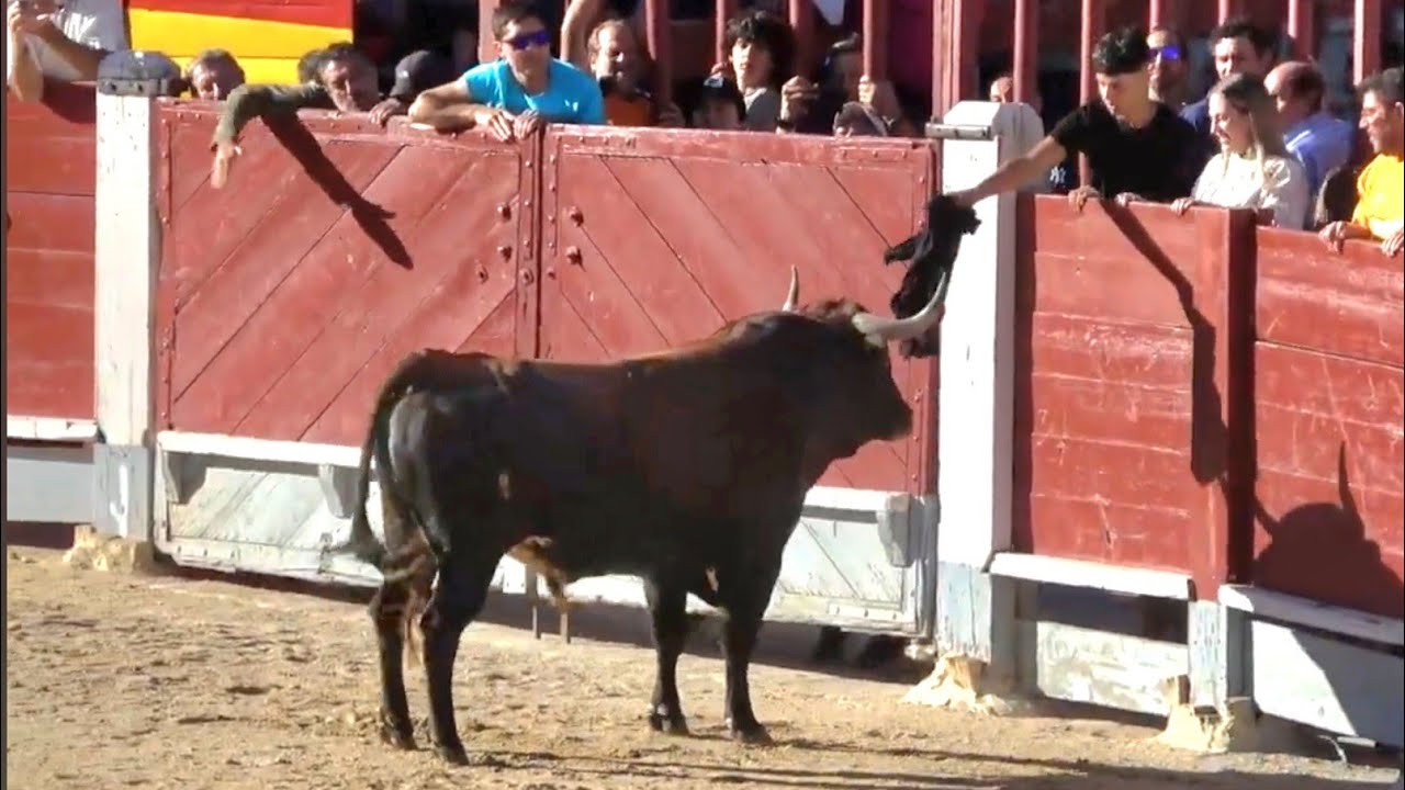 MOLESTA AL TORO DESDE LAS TABLAS! ENCIERRO CHINCHON (MADRID)