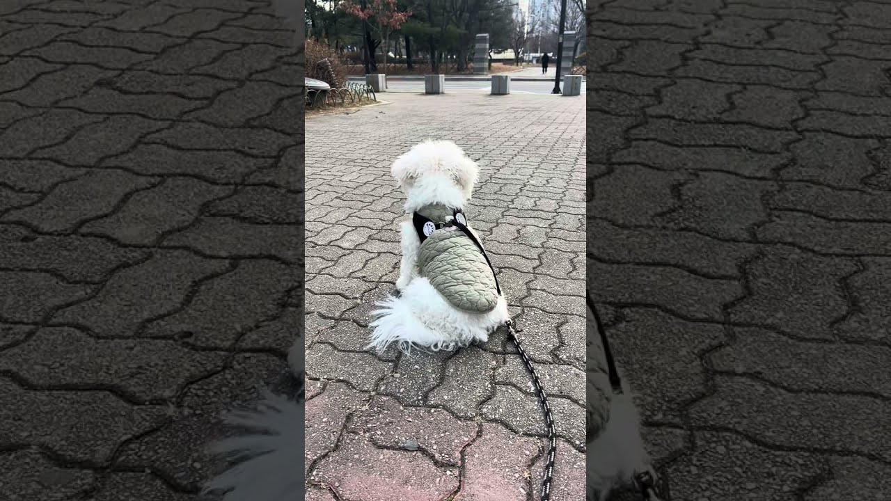 먼저 가라고 했는데 안 보이면 매번 저러니…. #윤숑숑 #강아지 #dog #puppy #bichonfrise #pets #doglife 