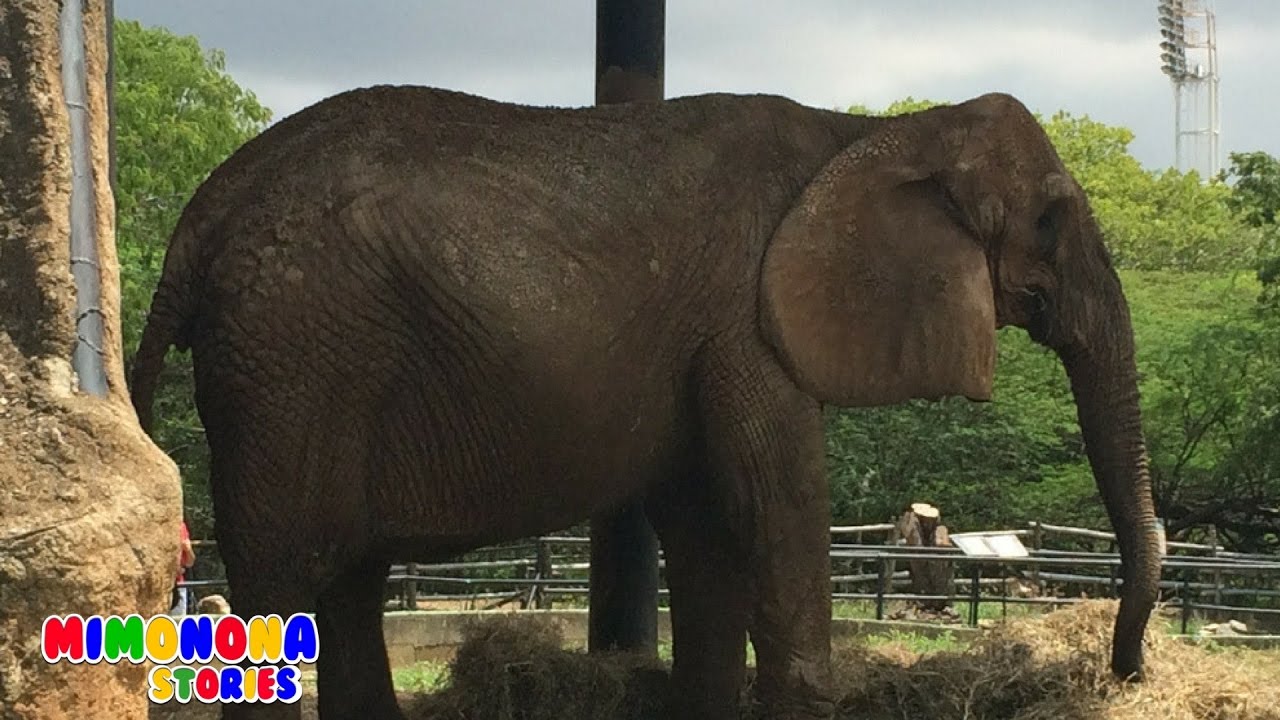 Animales del Zoologico, Granja, Safari | Diego de visita al Zoo | Mimonona Stories