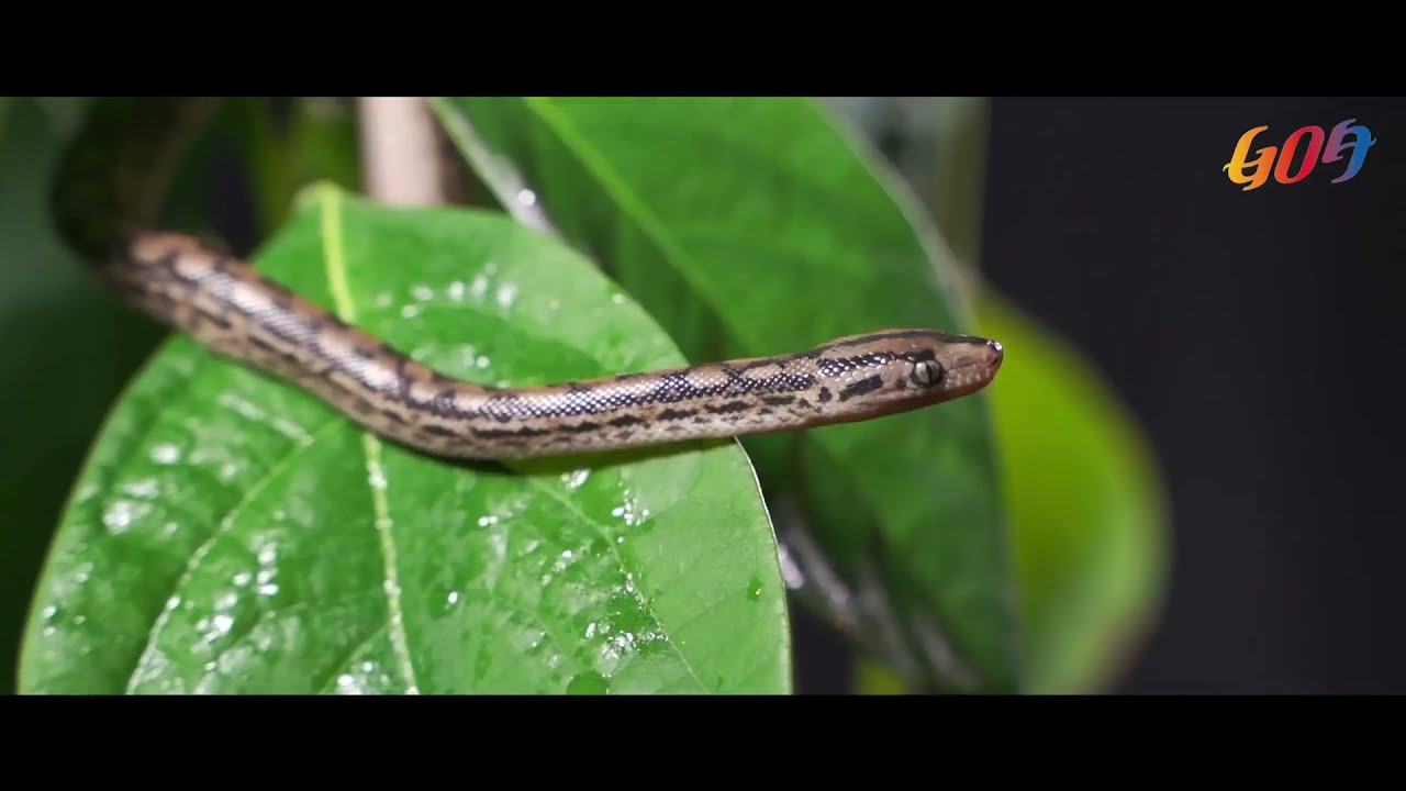 The Wildest Side of Goa