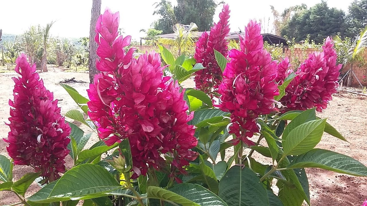 PLANTANDO ESTACAS DE JUSTICIA VERMELHA 🌺🌺🌺