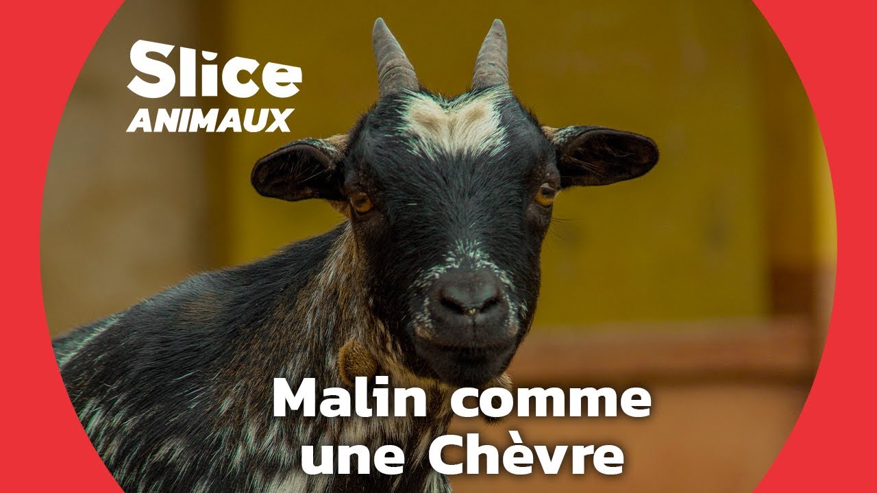 L'Intelligence insoupçonnée des chèvres I SLICE ANIMAUX