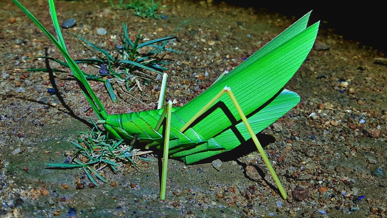 How to make a Grasshopper from coconut leaves - coconut leaf crafts