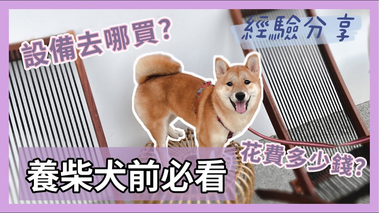 SHIBA｜柴寶小樂日記｜養柴犬前必看，養柴犬要花多少錢？