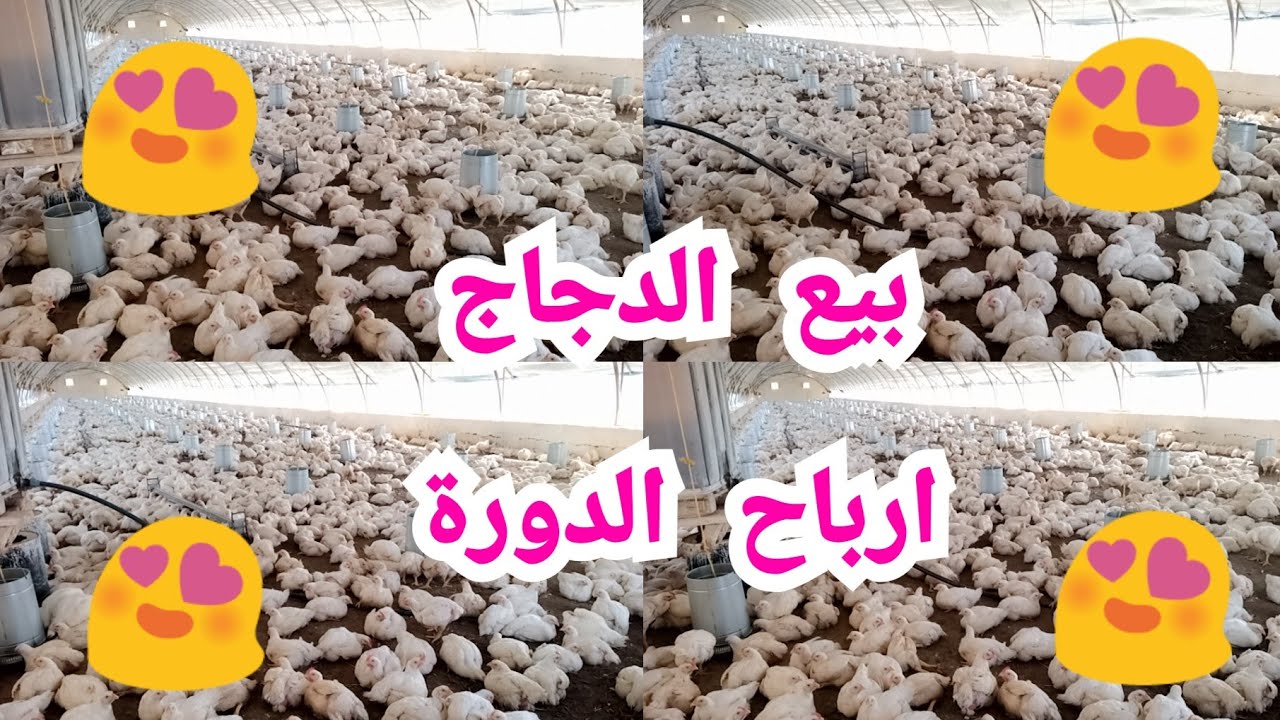 بيع الدجاج احصاءيات الدورة