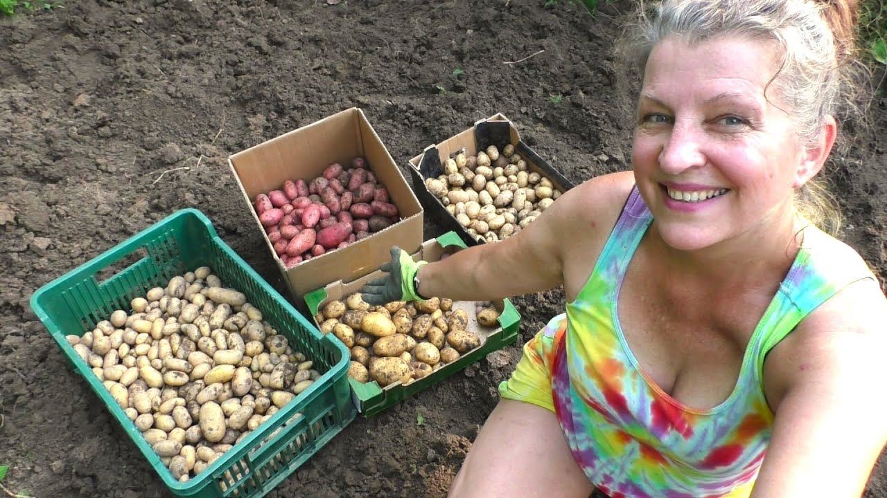 Čtyři ODRŮDY BRAMBOR - OCHUTNÁVKA! Dali, Sunshine, Rote Emma, Red Fantasy