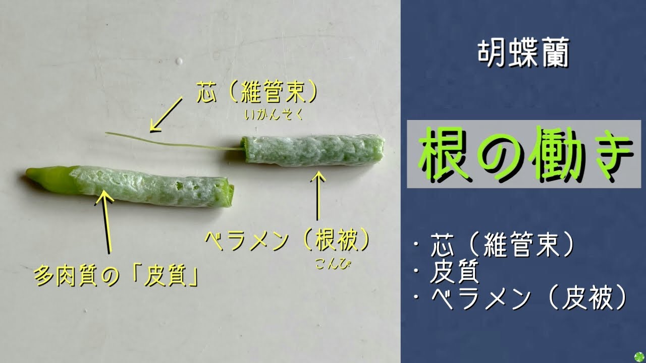 2026年2月17日　胡蝶蘭　《根の中身》　根っこを解剖する→芯・皮質・根皮　根腐れの原因　