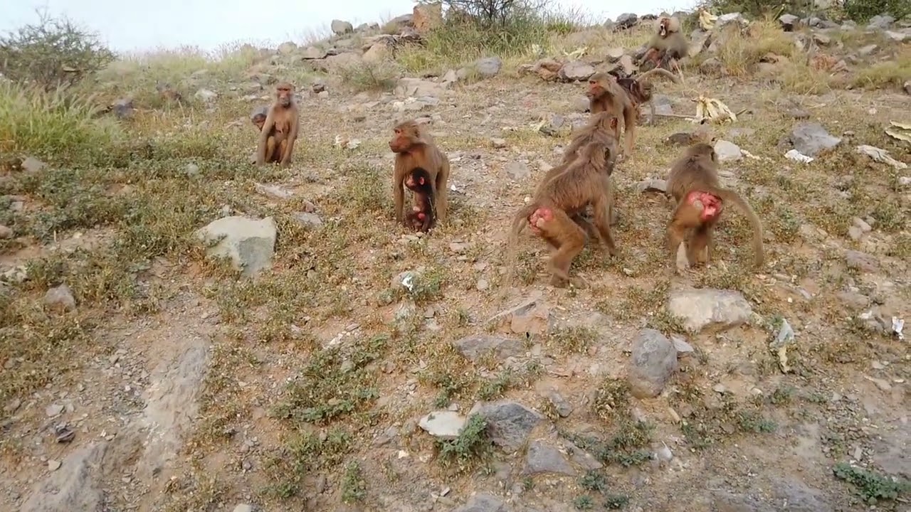 What are baby baboons called?🐵 ما  اسم صغار قرود البابون؟ #youtube75animal #baboon2wild #monkey #قرد