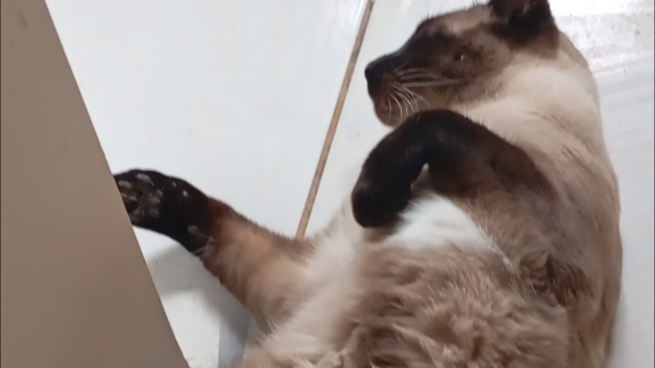 Escovando meu gato siamês (o Bebê )