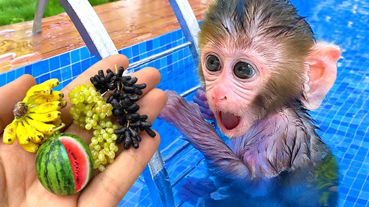 Monyet Bon Bon Memanen Jeruk di Kebun dan Mengembalikan Uang yang Dijatuhkan