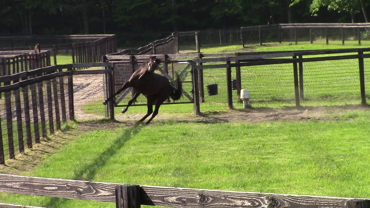 【キタサンブラック自主練習】引退後も衰えぬ闘志！引退後でも訓練はかかせない。