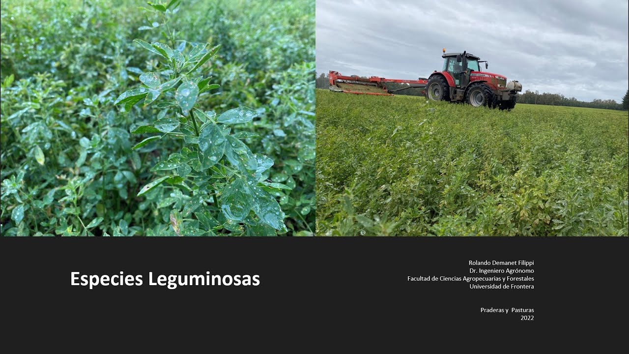 Especies leguminosas