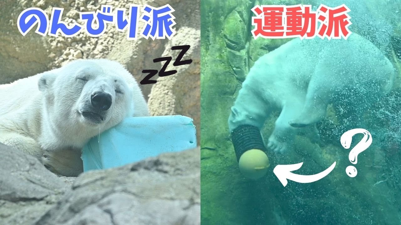 寝顔が可愛いゴーゴと謎の被り物をするイッちゃん(Gogo has a cute sleeping face and Icchan wears a mysterious headgear)