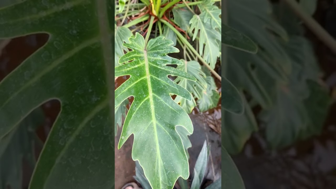 #Thaumatophyllum xanadu plants# love plants##RUYI🪴GARDEN#