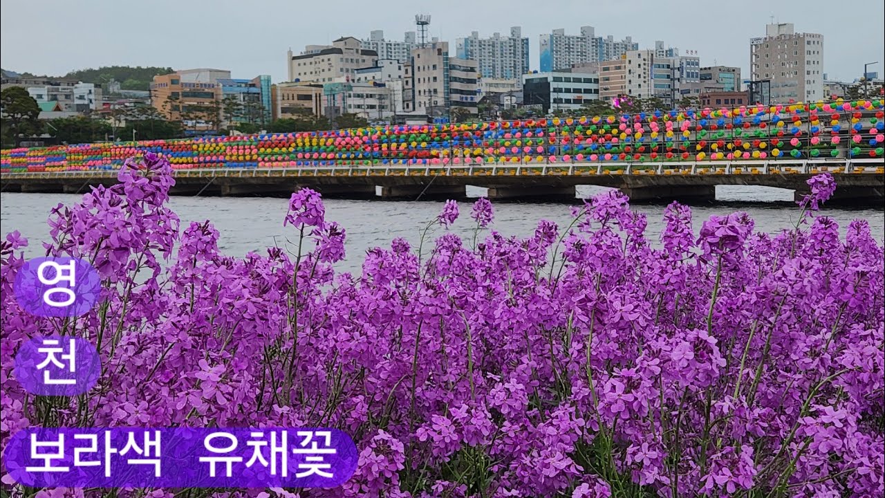영천 강변공원 보라색 유채꽃