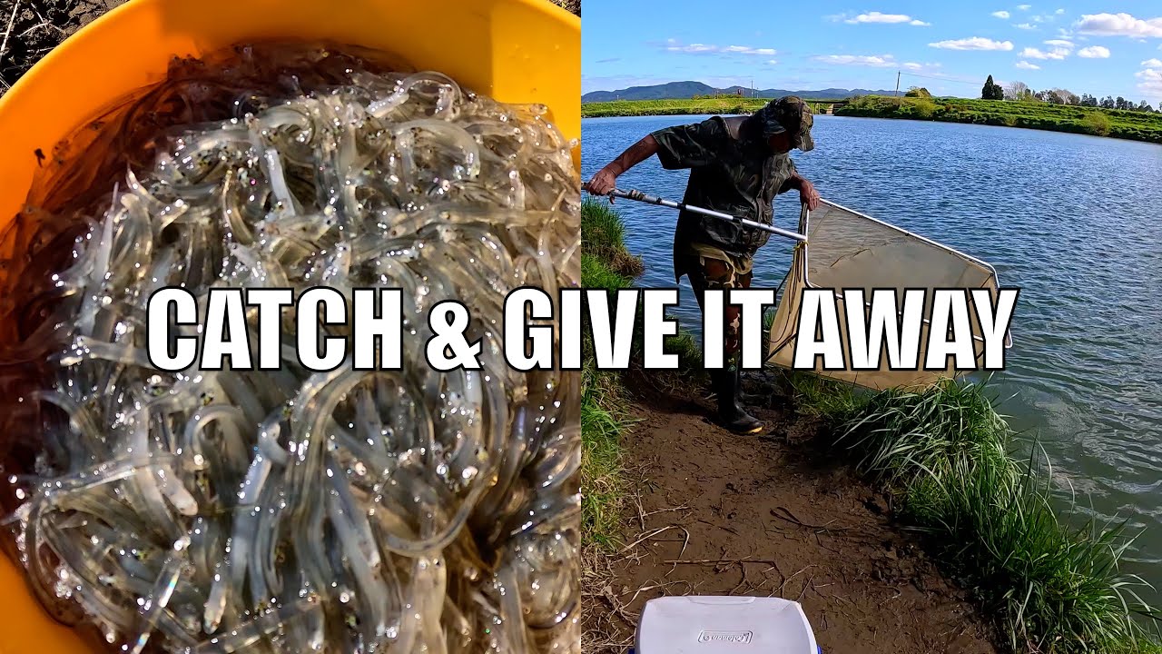 Catch Whitebait Today & I Give It  Away