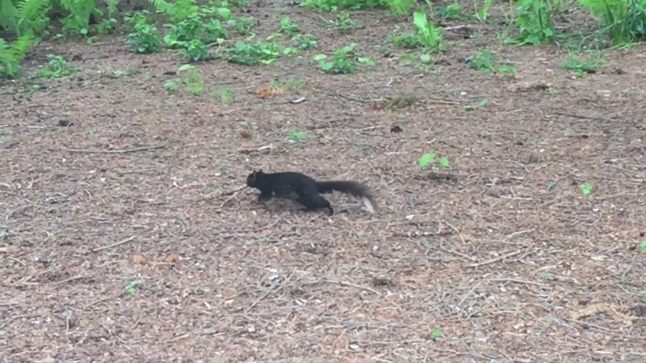 Black Squirrels of the NY Botanical Garden