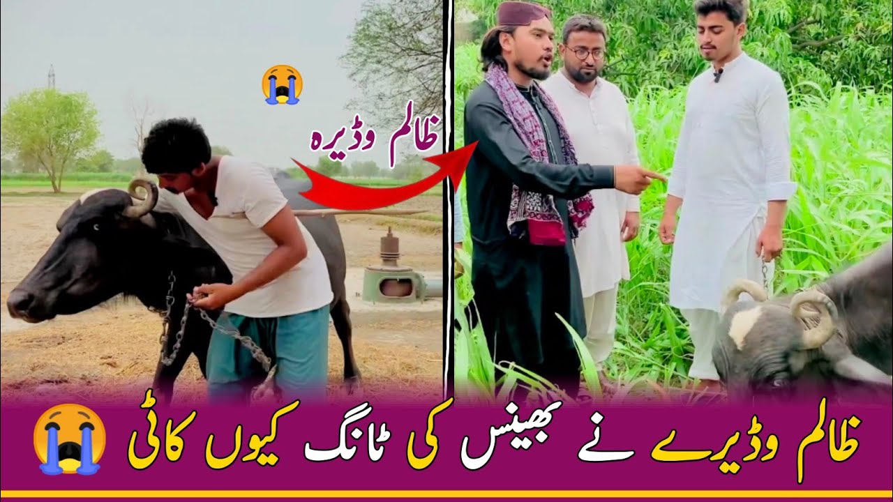 Zalim Wadery Ne Bhens Ki Tang  Kati di | Moral Story |Hindi Story |Lodhran Production Official
