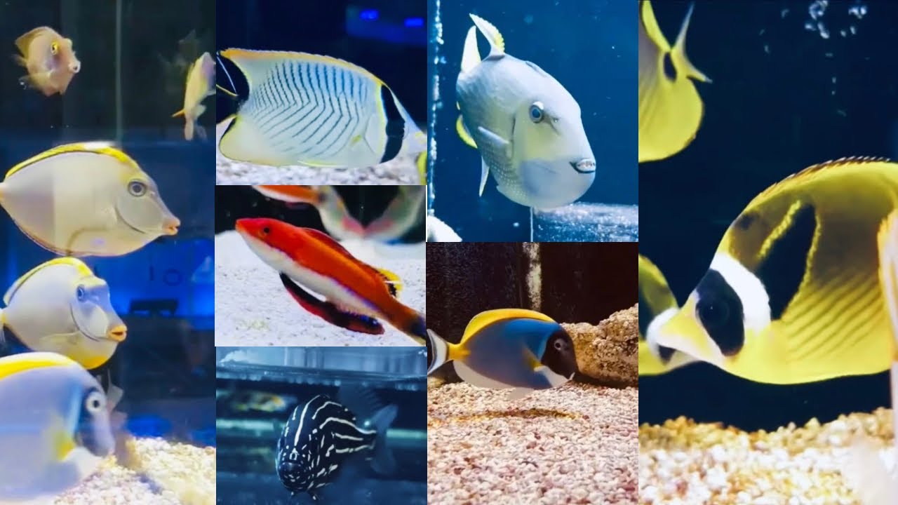 Saltwater Aquarium Life | Episode 12 of 16🐟🐠❤️#aquarium #fish