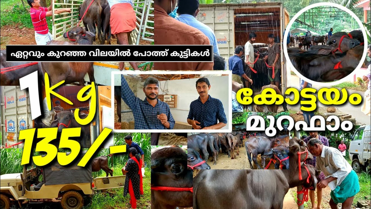 കിലോ 135 രൂപക്ക് | ഏറ്റവും കുറഞ്ഞ വിലക്ക് പോത്ത് കുട്ടികൾ | Success story of kottayam murah farm