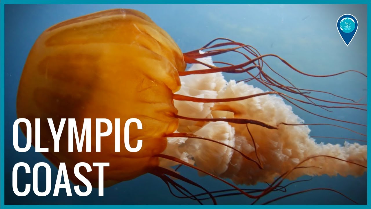 Animals of Olympic Coast National Marine Sanctuary