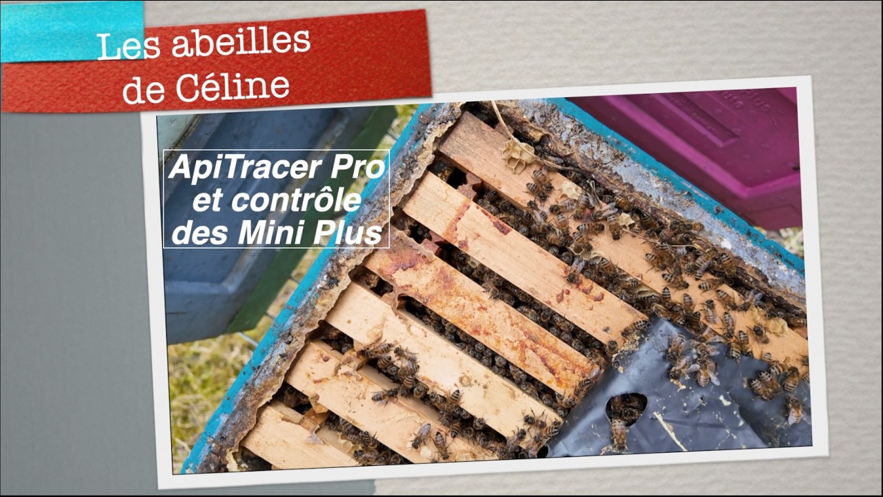 23 février 2026 ApiTracer Pro et contrôle des Mini Plus #apiculture #beekeeping #candi #apitracer