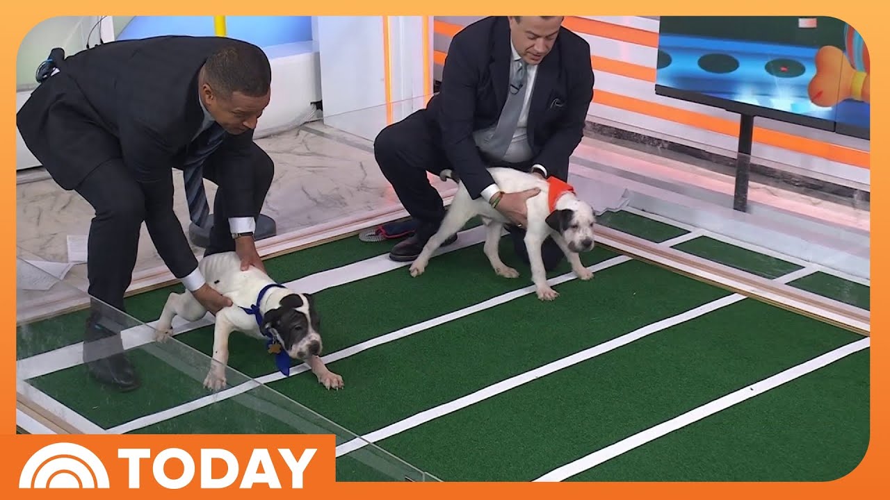 Puppies Predict Super Bowl 2026 Winner on TODAY
