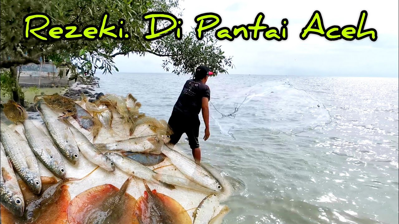 Menjala Di Pantai Aceh Dan Pantai Remis//udang putih.