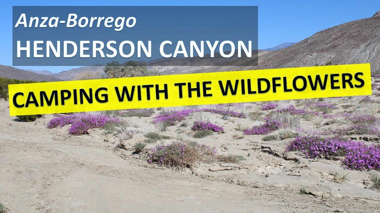 Anza-Borrego HENDERSON CANYON FREE CAMPGROUND; camping in the wildflowers, Borrego Springs