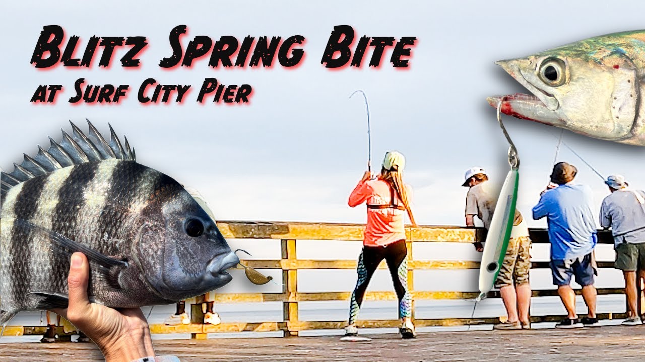 Afternoon Bite Goes Off at Surf City Pier- Sheepshead & Spanish Mackerel!