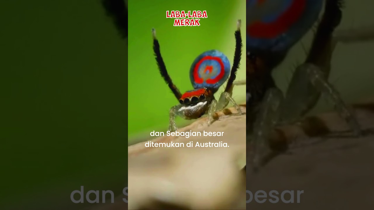 Laba laba Merak atau Peacock Spider Si Penari dari australia | Maratus volans 
