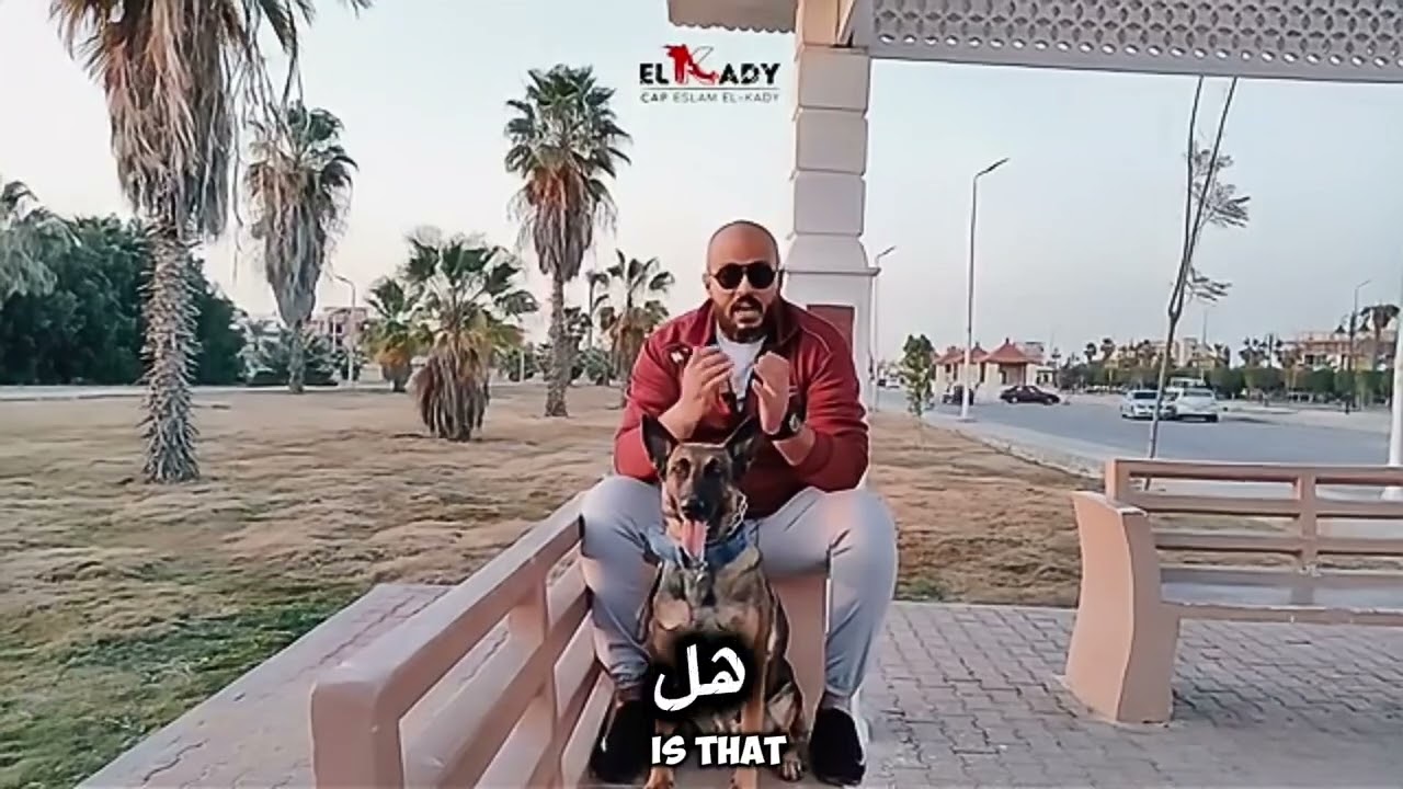 أخطاء لا تتعامل بها مع كلبك في تدريبه