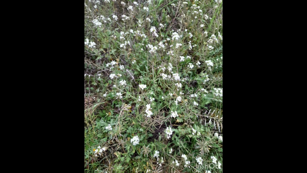 Flores d' Hivern