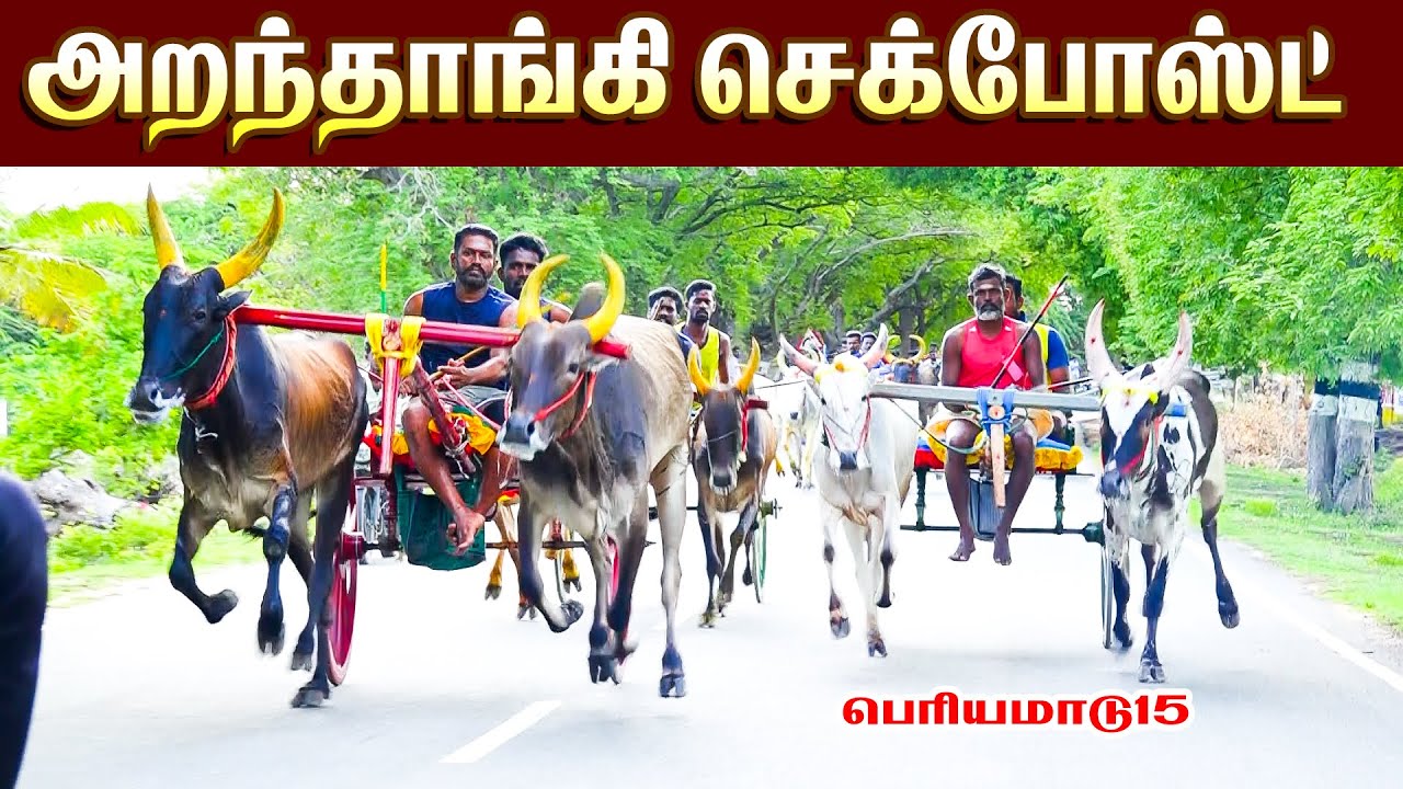 1எல்கையிலே100 வேகத்துலைல வந்துச்சி வேர லெவல் சரியான போட்டி அனல் ஓட்டு #vinayagastudio