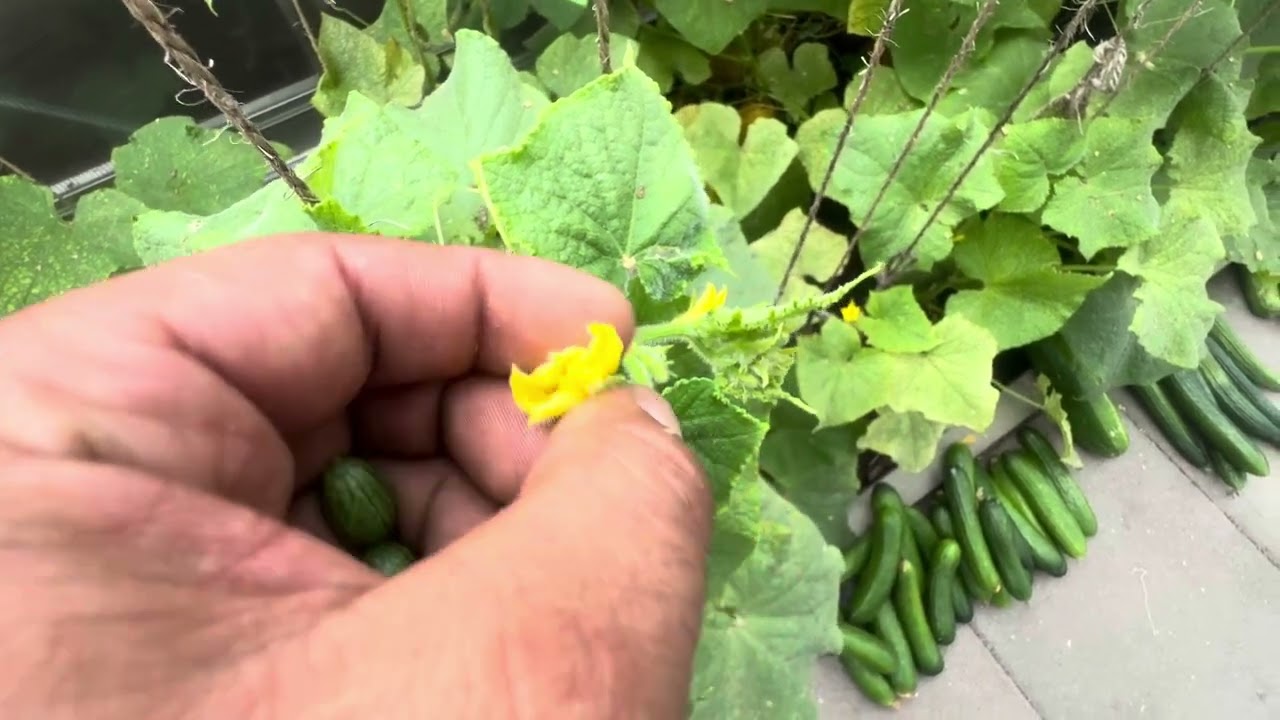 SALATALIK HASTALIKLARINA KARŞI NELER YAPILABİLİR?