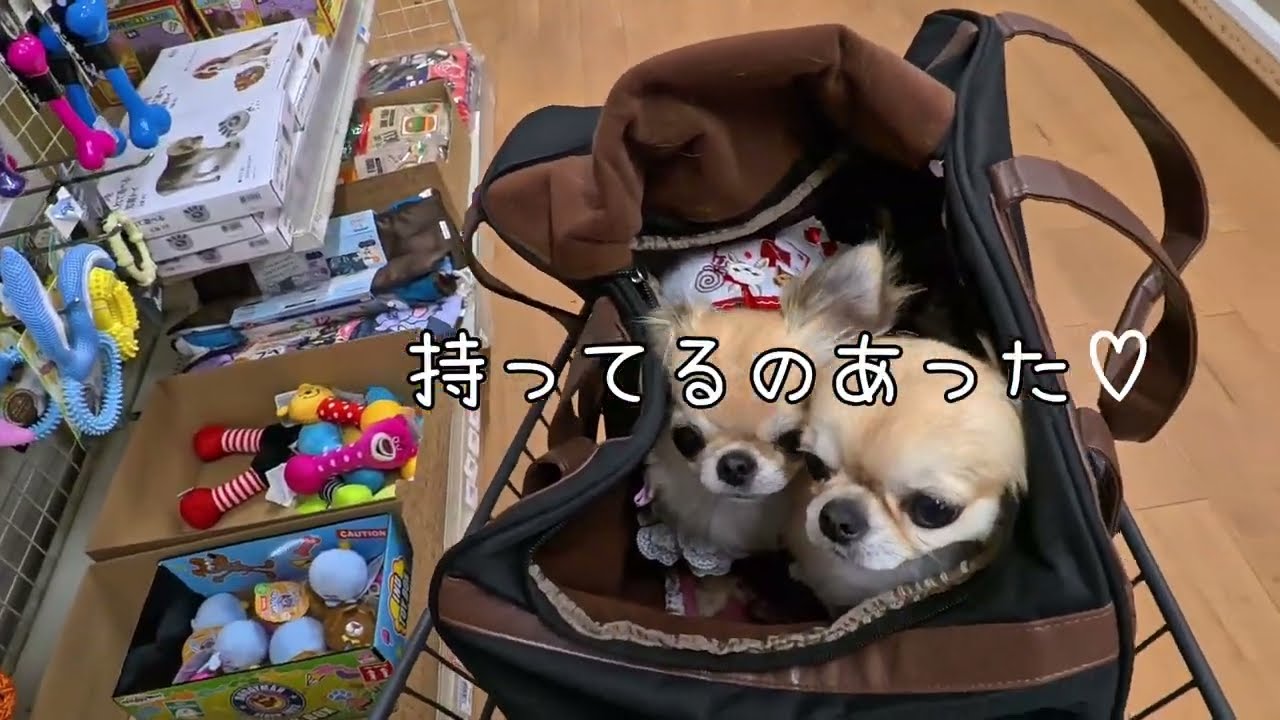 チワワのむぎもか♡ホームセンターに来たよ！