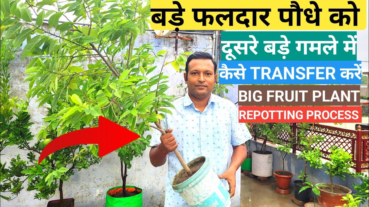BIG FRUIT PLANT REPOTTING PROCESS || बड़े फलदार पौधे को दूसरे गमले में कैसे स्थानांतरित करें