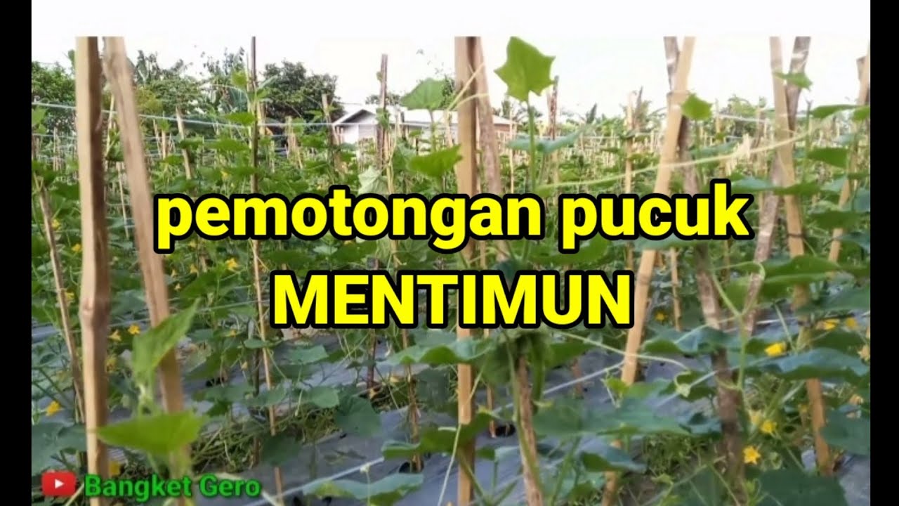 Pemotongan pucuk mentimun