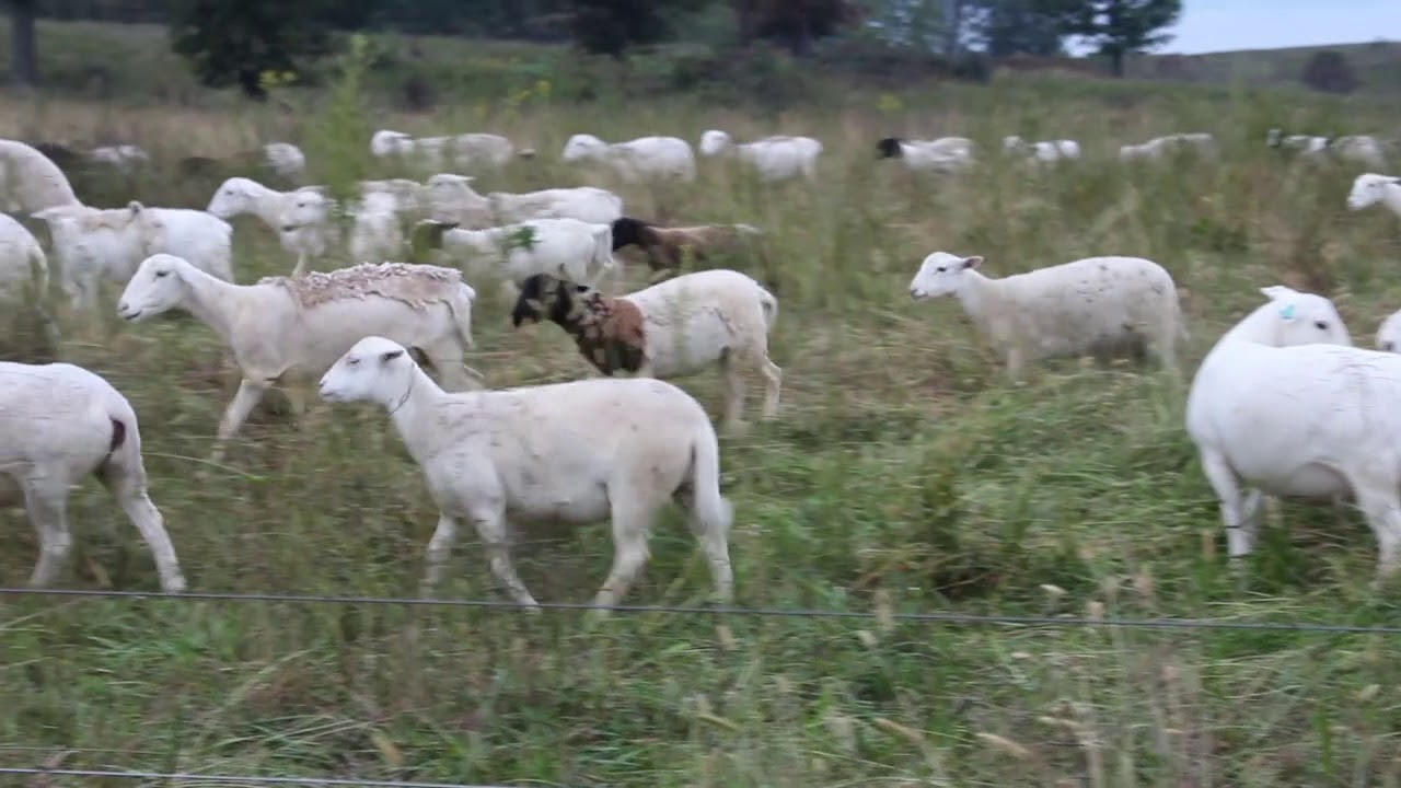 Rotational grazing with Dorper Sheep