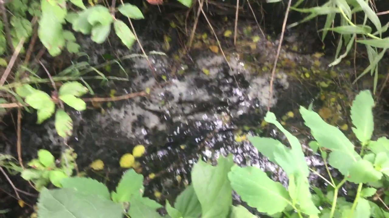 Unusual Peat Spring in Minnesota