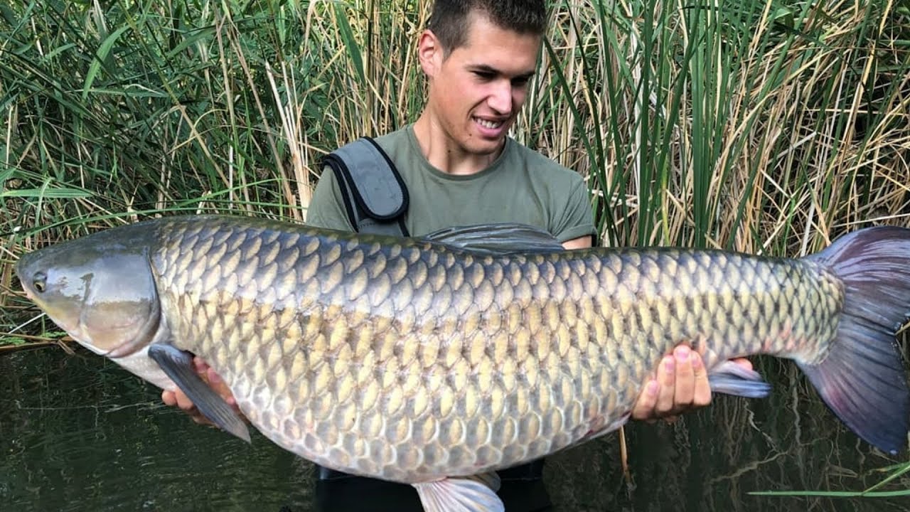 Kiskunsági amurok feederbottal