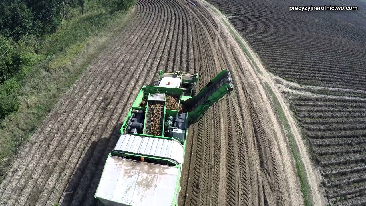 Kopanie ziemniaków w Farm Frites