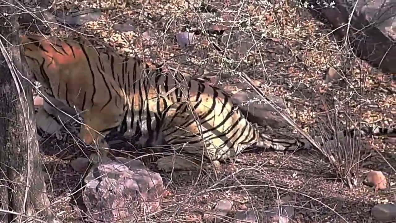 Tigress Shakti stalking an unseen  prey at Rantambore tiger reserve