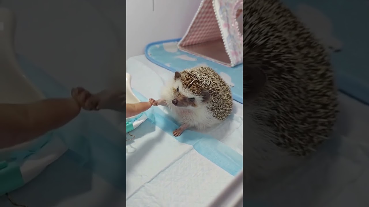 Funny Animals Moments😂 #funny #funnypets