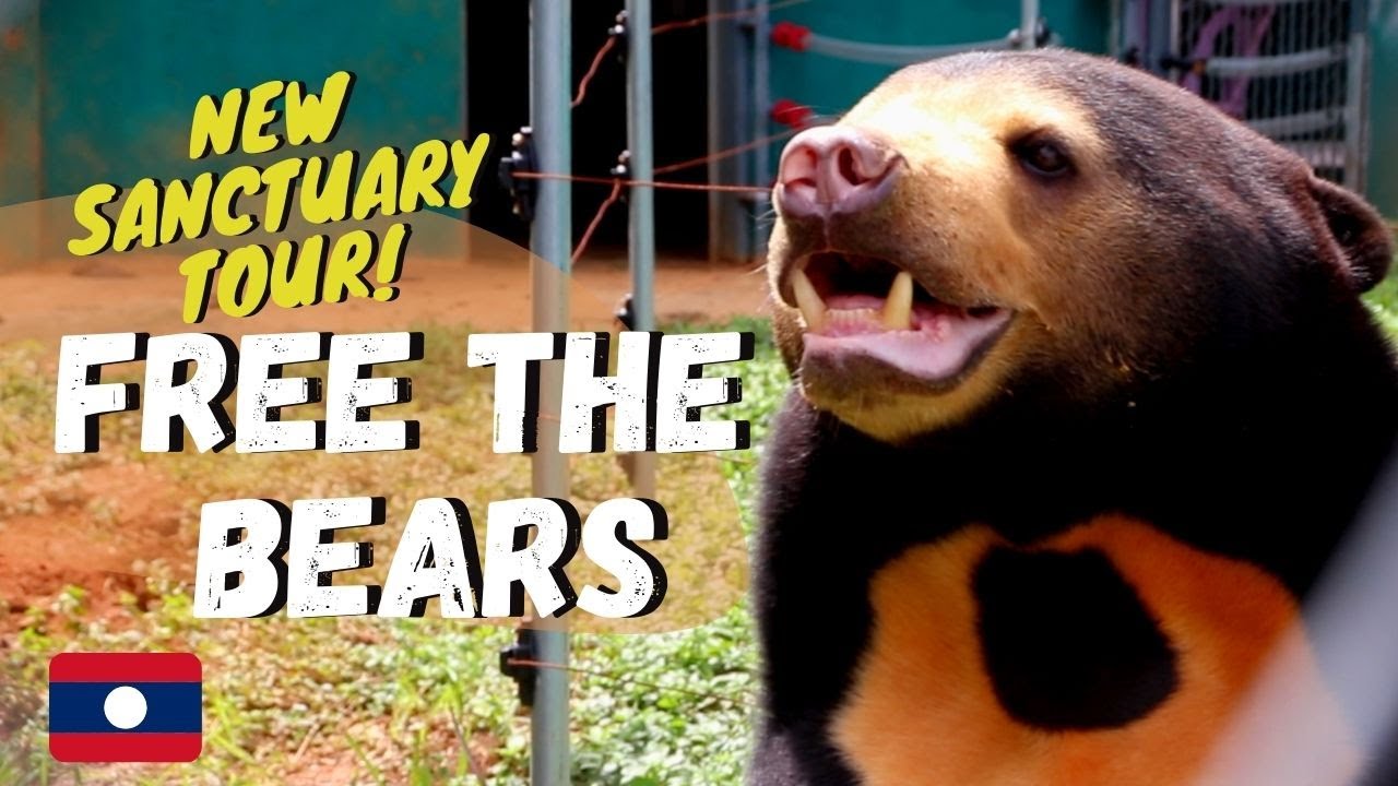 Free the Bears Laos BEHIND THE SCENES Talk & Tour